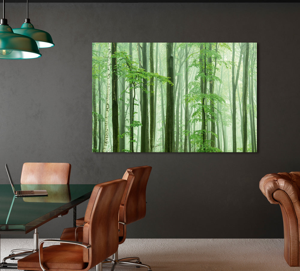 image acoustique ambiance forêt