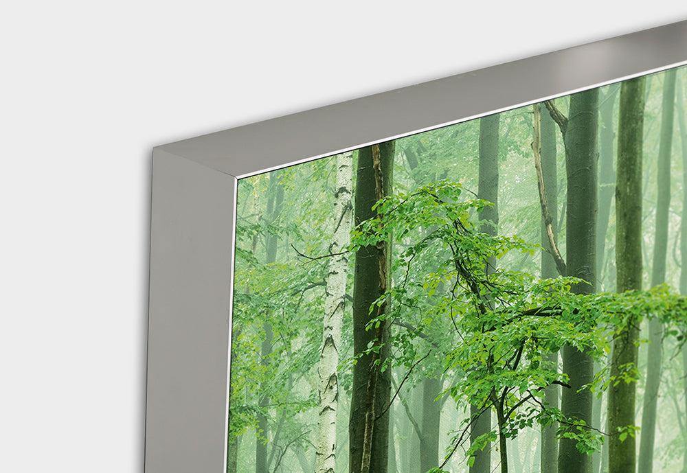 image acoustique ambiance forêt