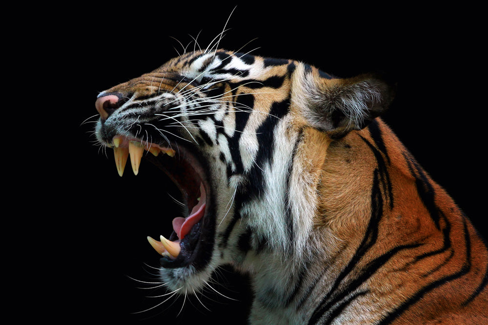 Image acoustique du Tigre sifflant