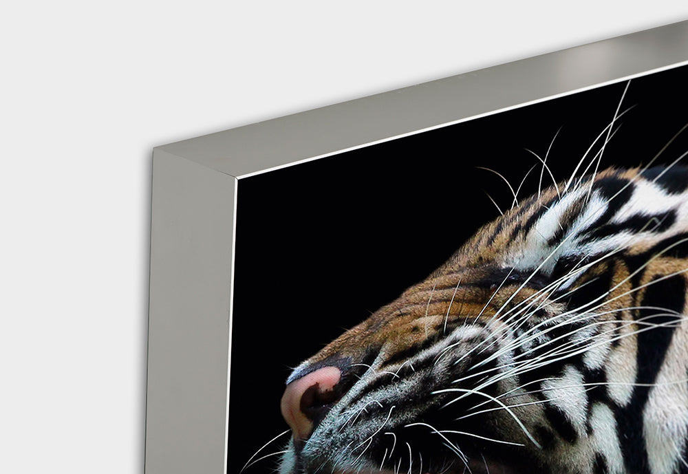 Image acoustique du Tigre sifflant