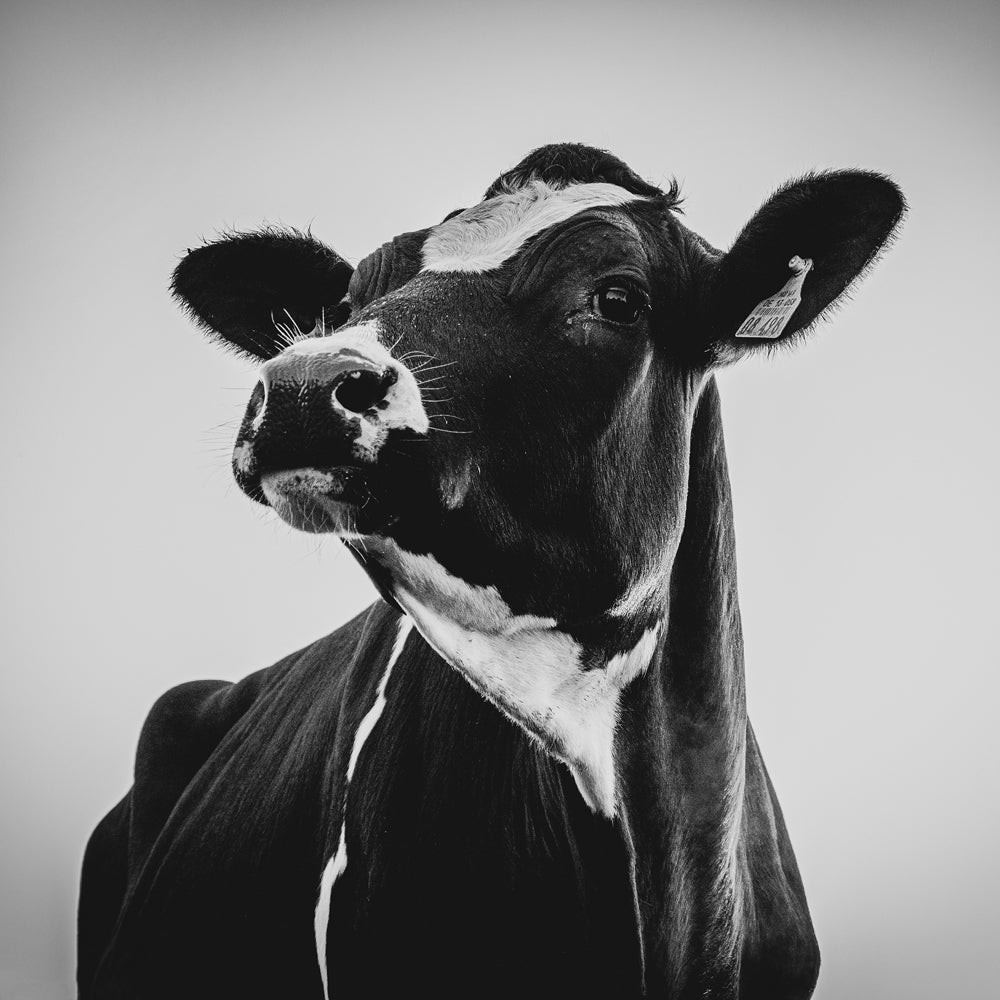 Image acoustique Pro Belle Vache
