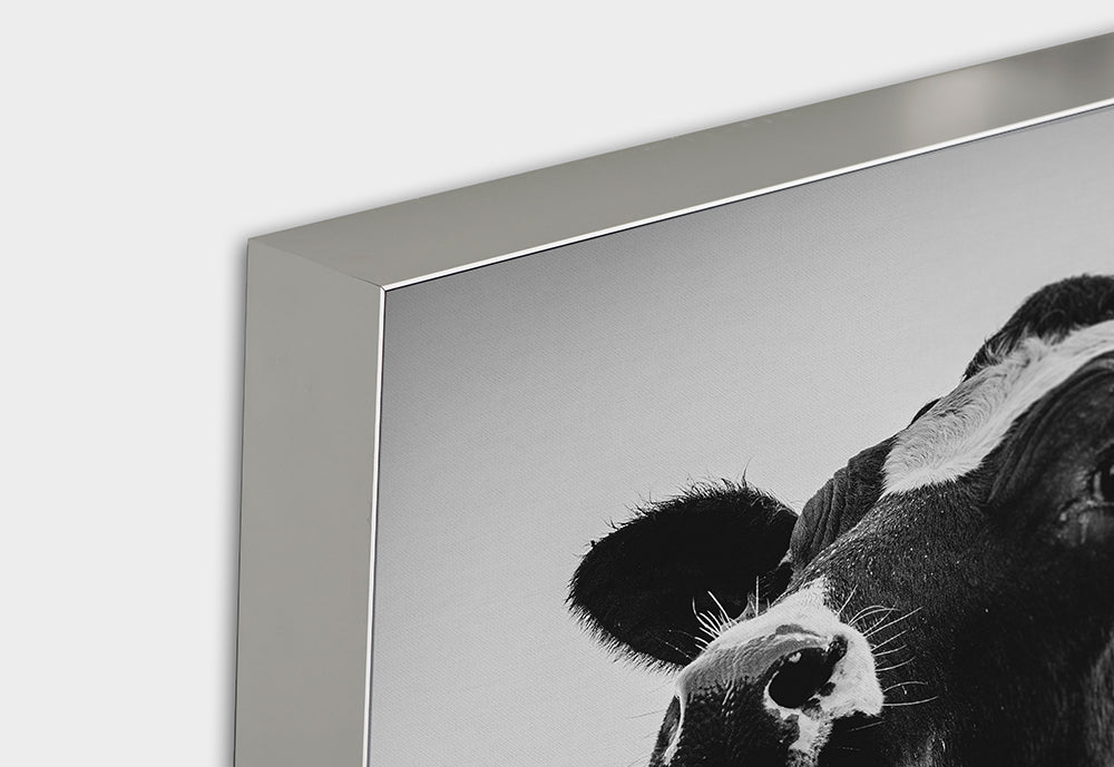 image acoustique Belle Vache