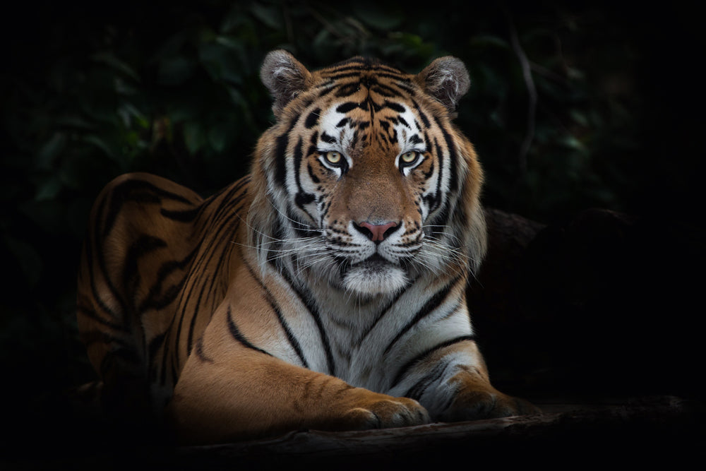 Image acoustique imposante d'un tigre