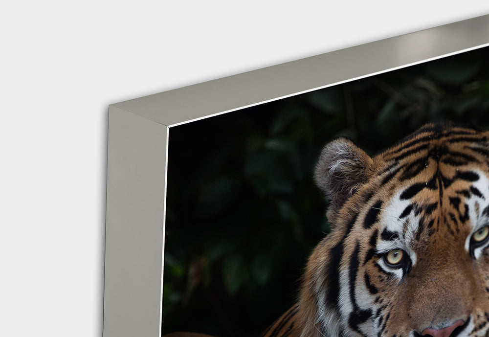 Image acoustique imposante d'un tigre