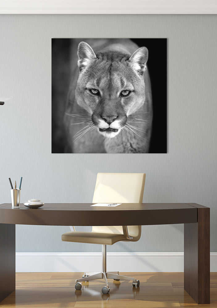 Akustikbild Pro Puma