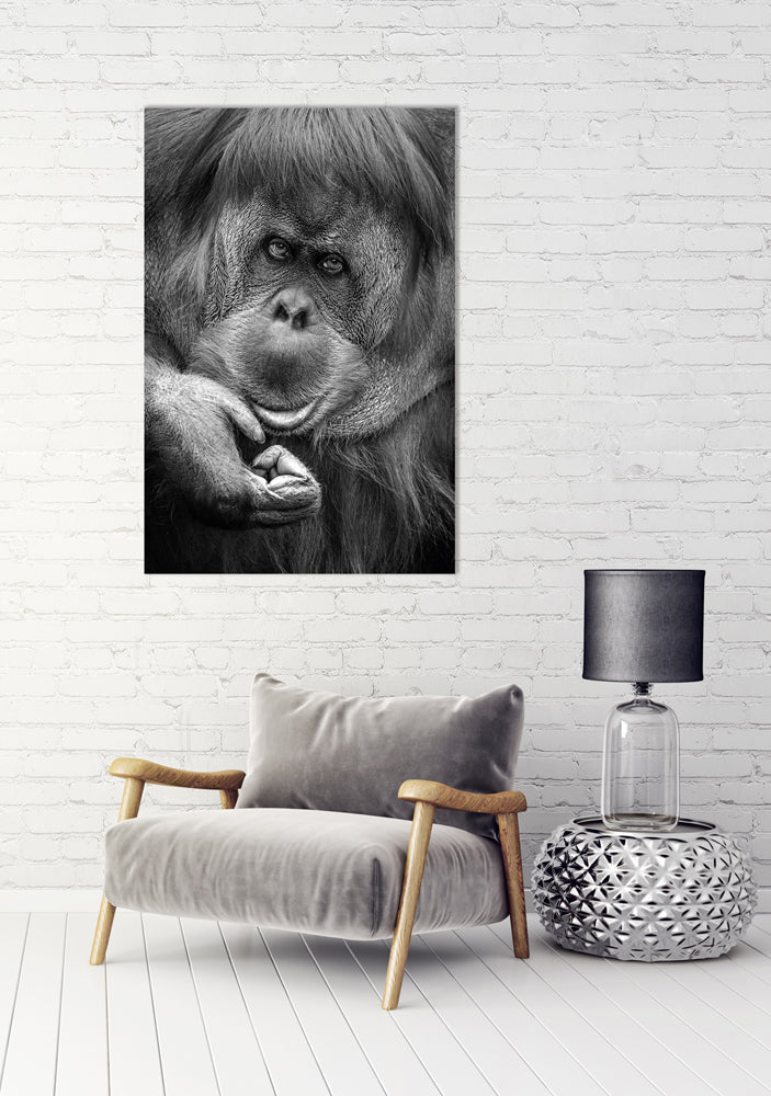 Akustikbild Pro Orang-Utan