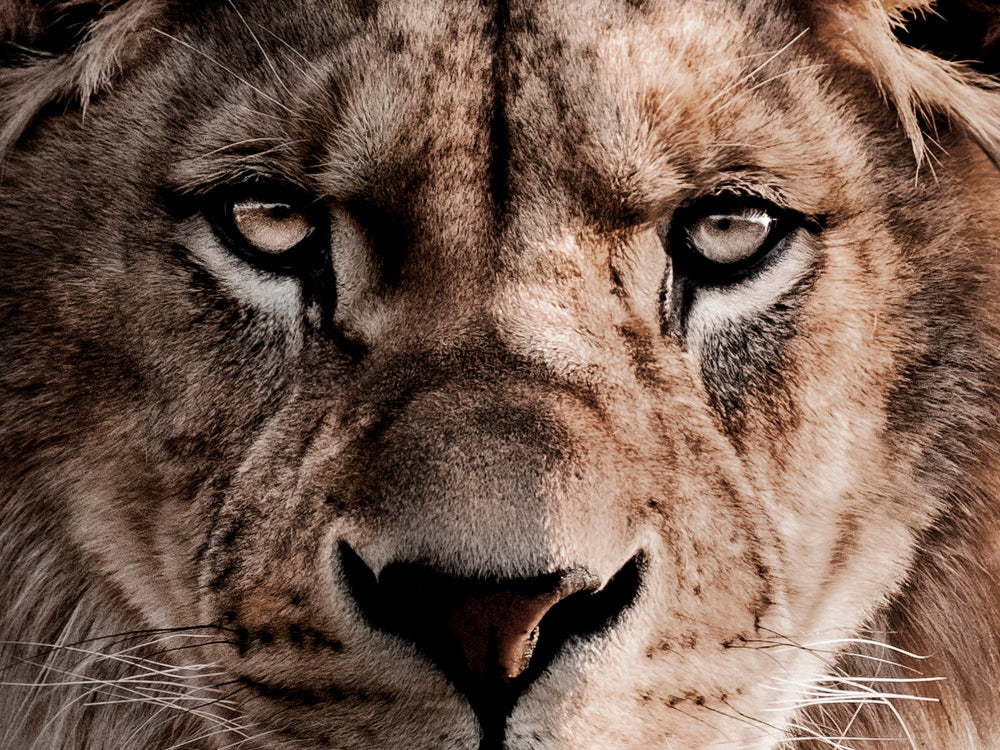 glass picture The Lion King