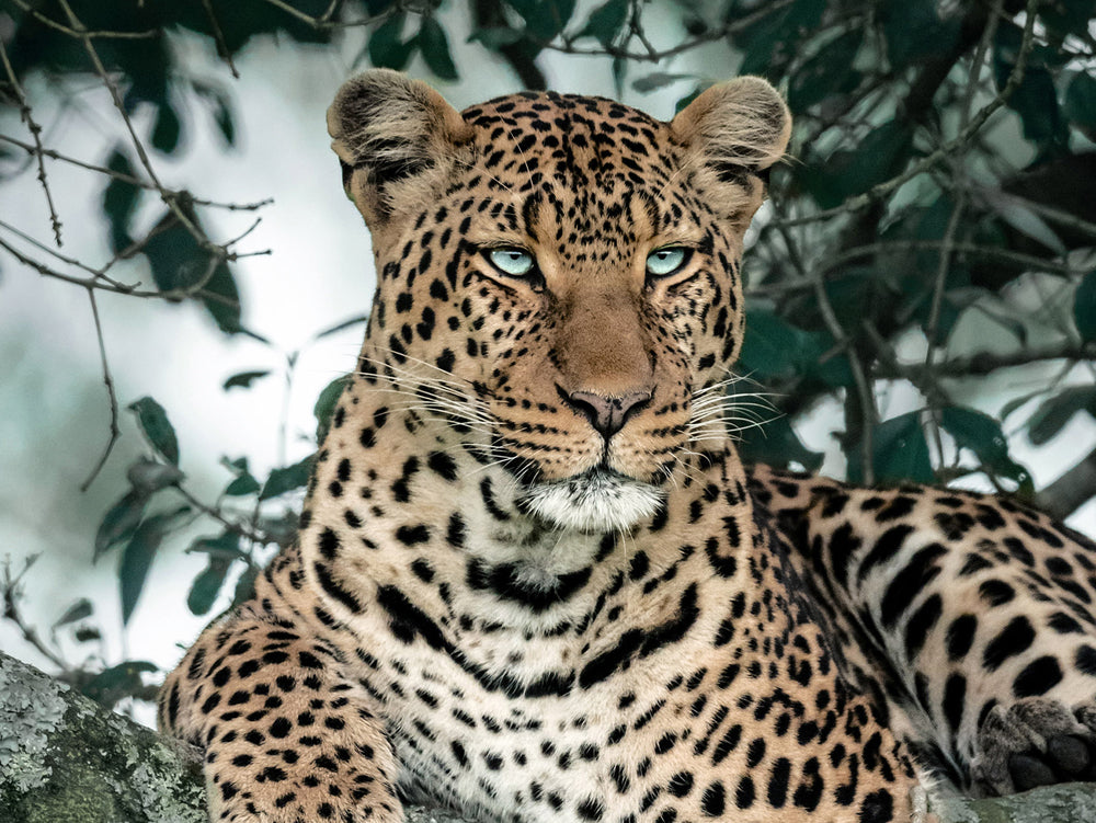 Glass Picture Leopard in the Tree