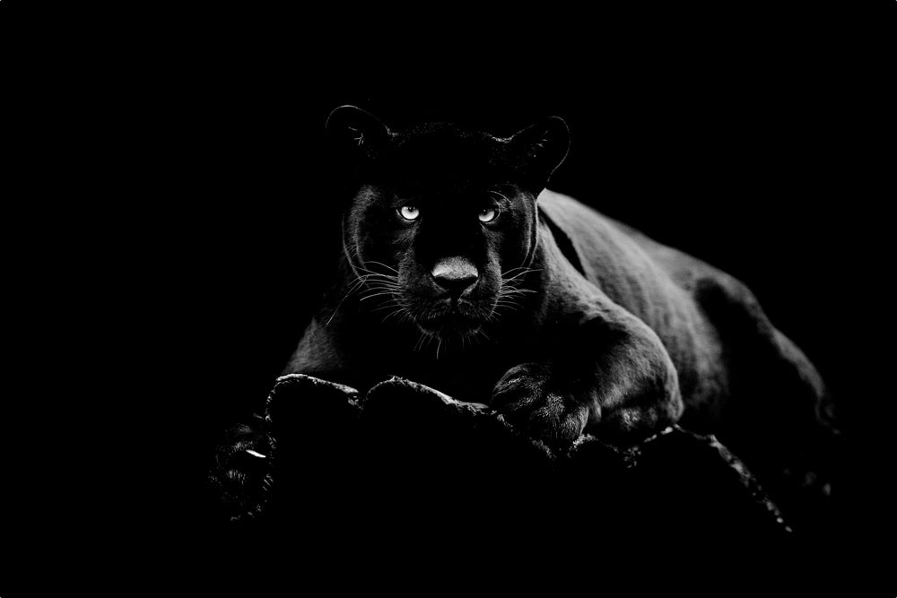 Glasbild Panther