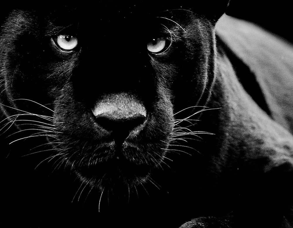 tableau en verre Panthère