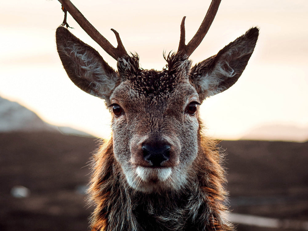 Glass Picture Reindeer in the Tundra