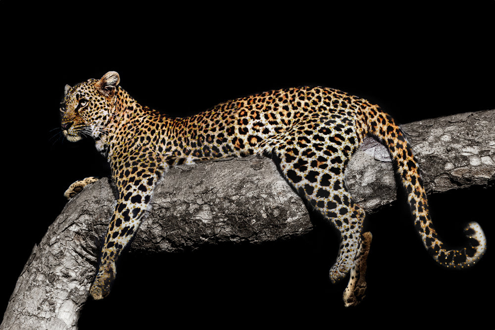 Tableau en verre Léopard détendu