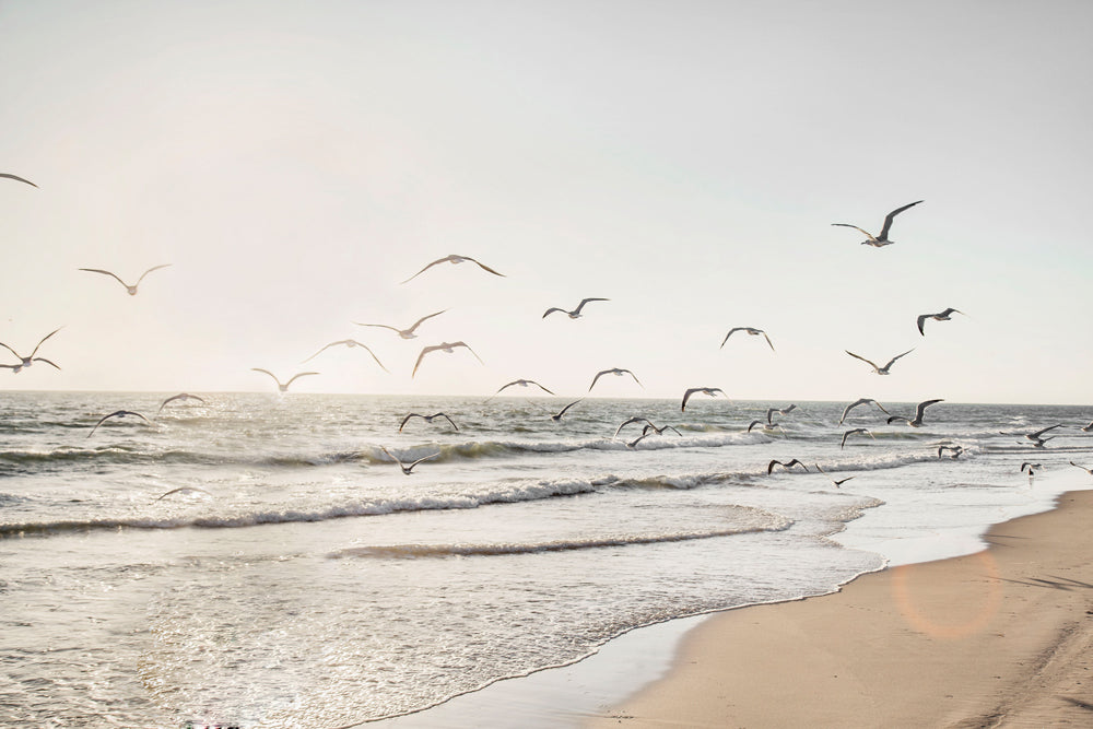 Glasbild Möwen über dem Meer