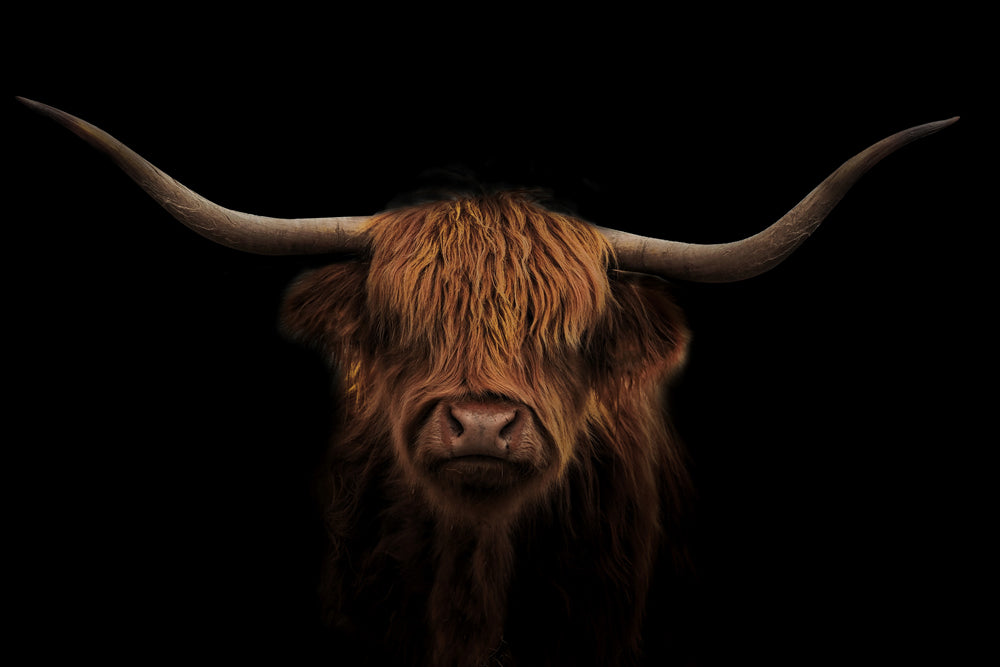Tableau en verre représentant une vache des Highlands sur fond noir