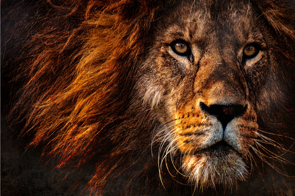 Tableau en verre représentant un lion