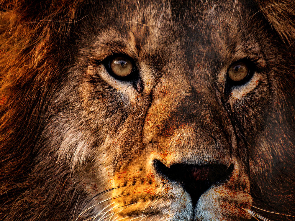 Tableau en verre représentant un lion