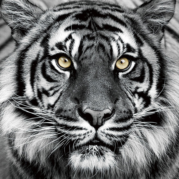 tableau en verre Portrait d'un tigre