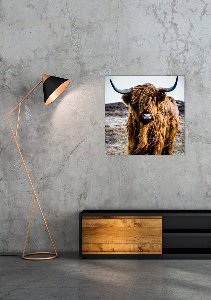 Glasbild Hochlandrind