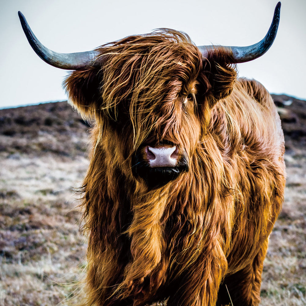 glass picture Highland cattle