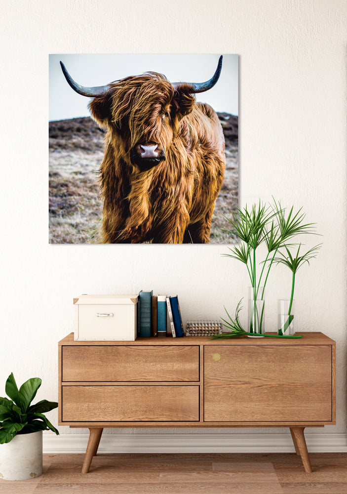 glass picture Highland cattle