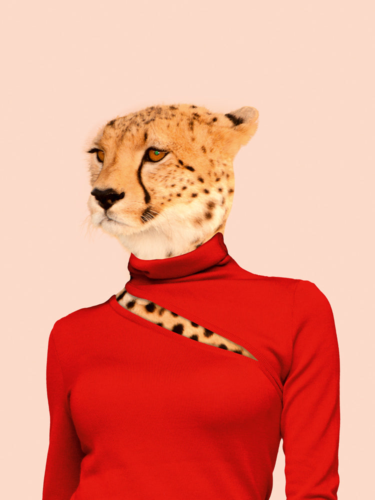 cheetah in red sweater