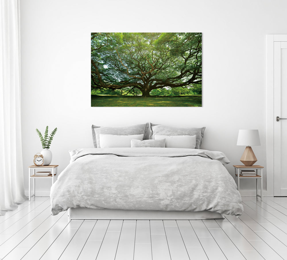 Glasbild Gigantischer Baum