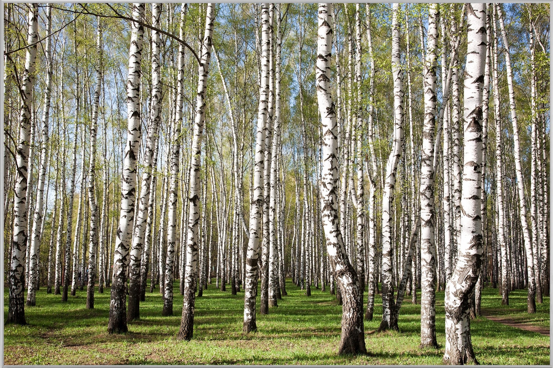 Bild & Rahmen Birkenwald