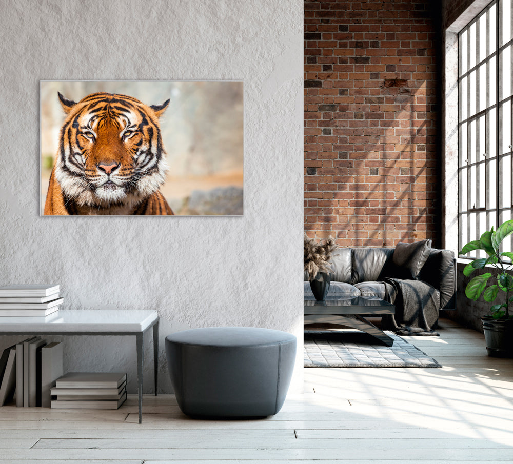 Picture & Frame Tiger
