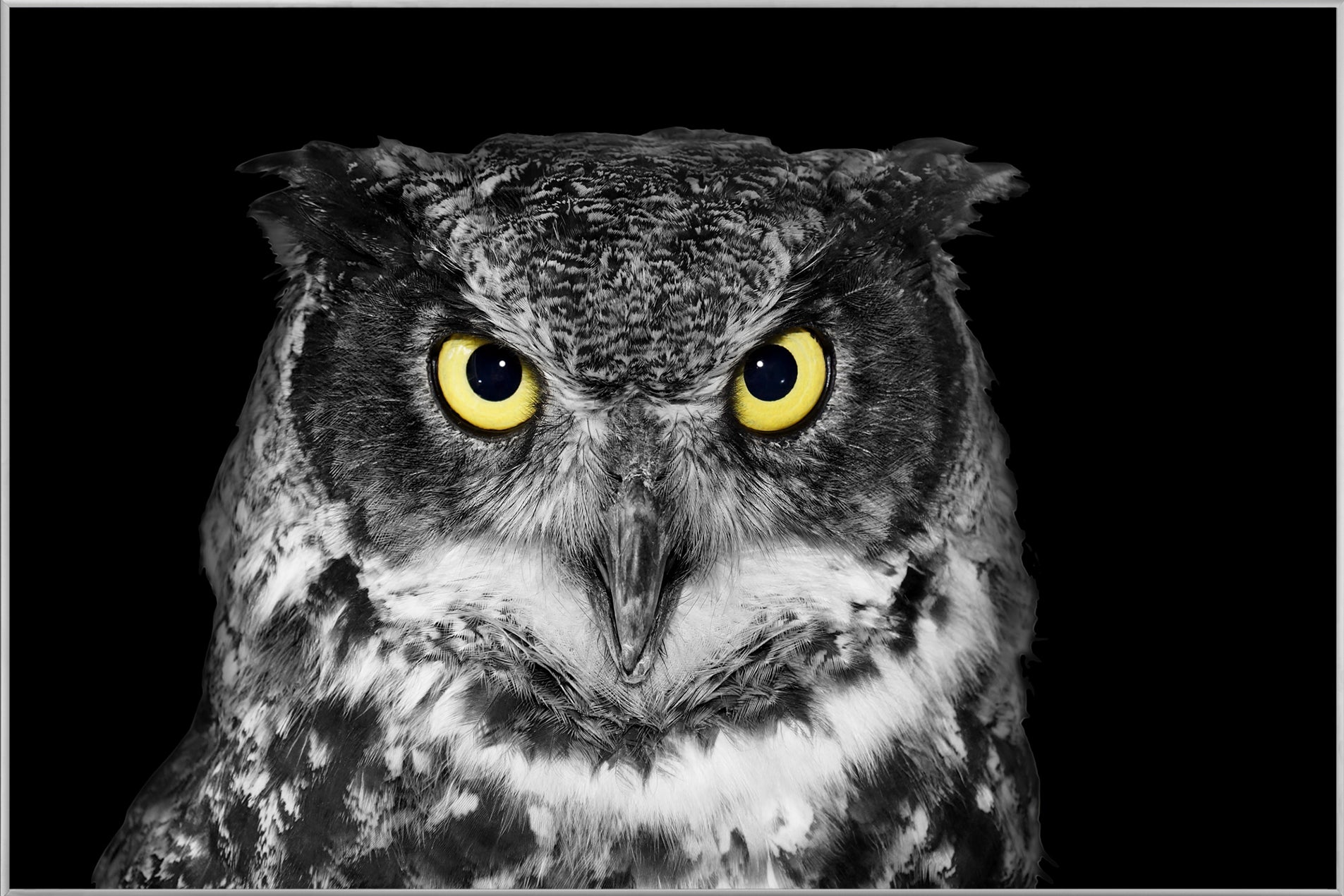 Image et cadre Chouette