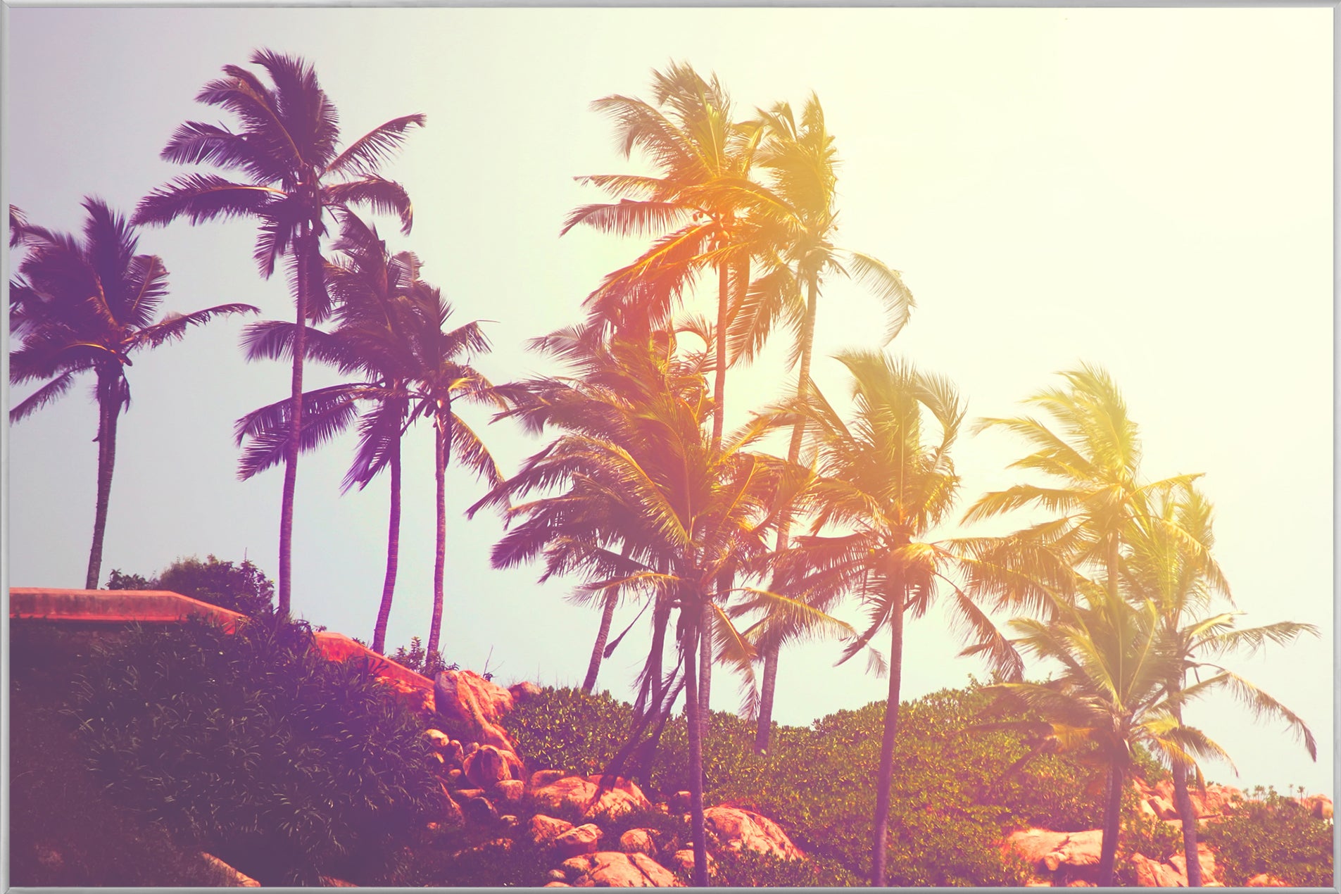 Image et cadre Palmiers dans le vent