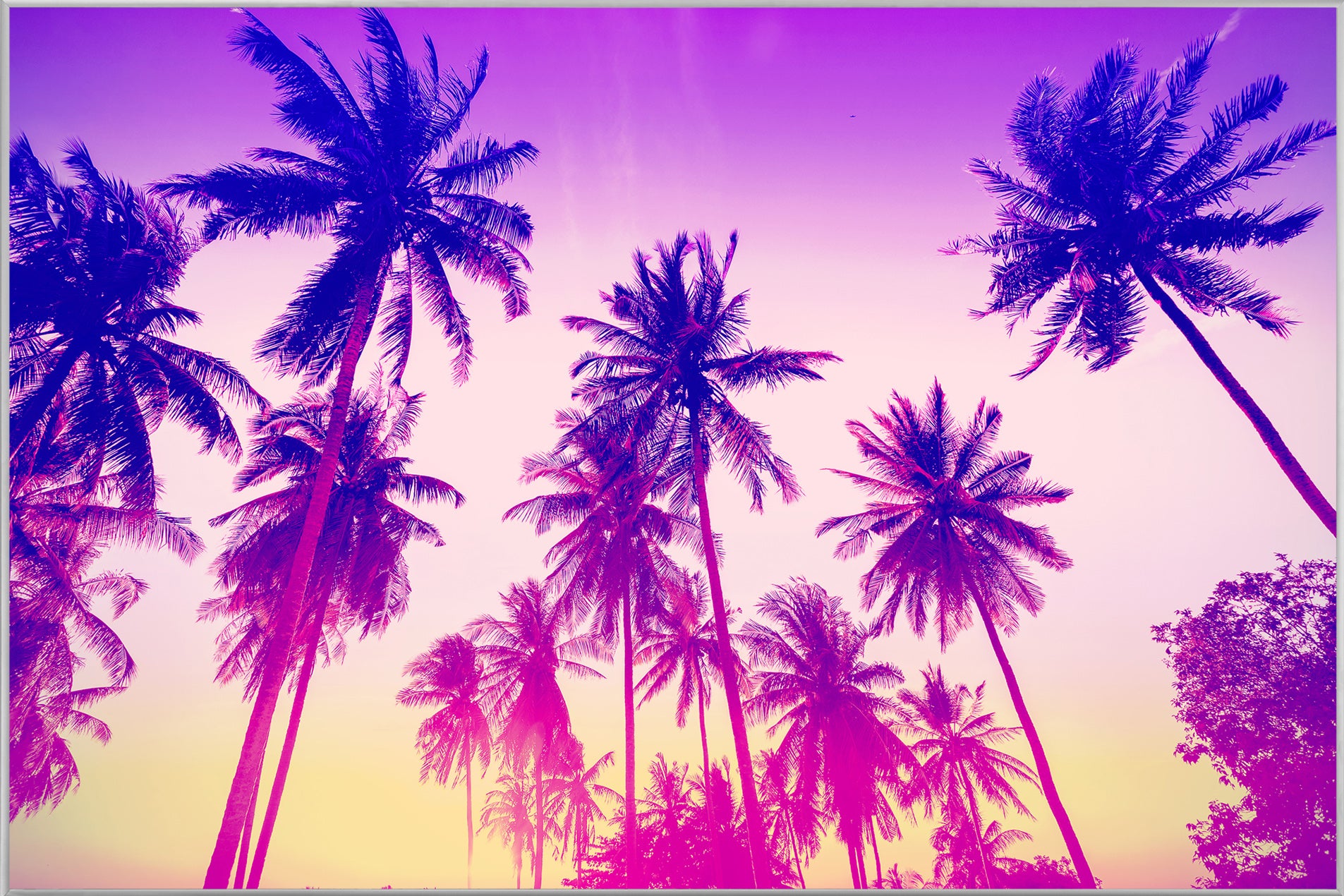 Image et cadre Palmiers