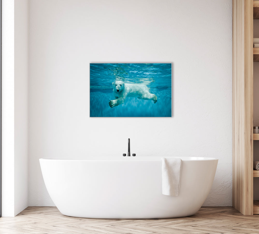 Image et cadre Ours polaire