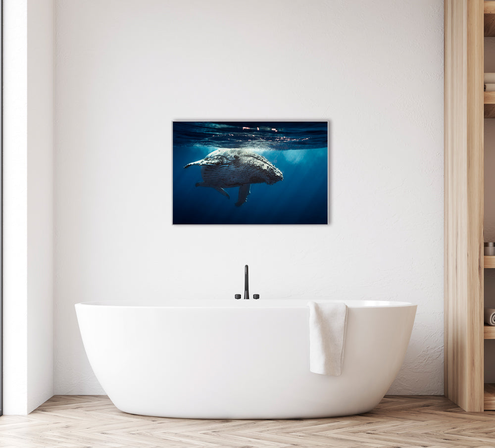Bild & Rahmen Wal