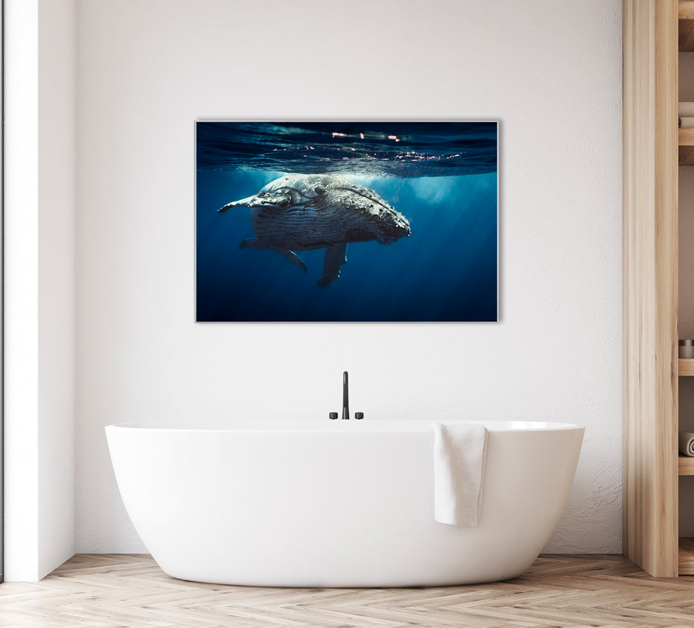 Bild & Rahmen Wal