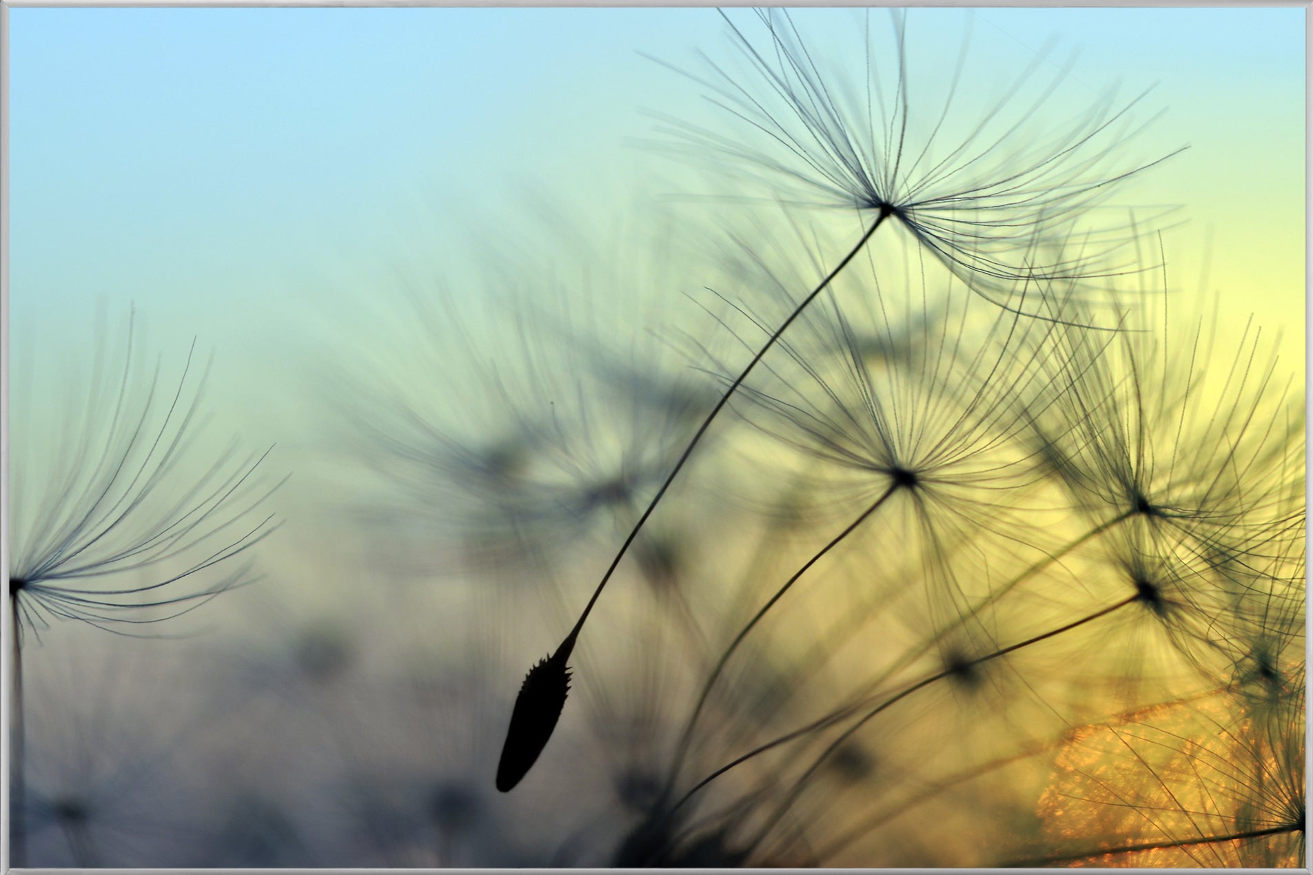 Bild & Rahmen Pusteblume 1