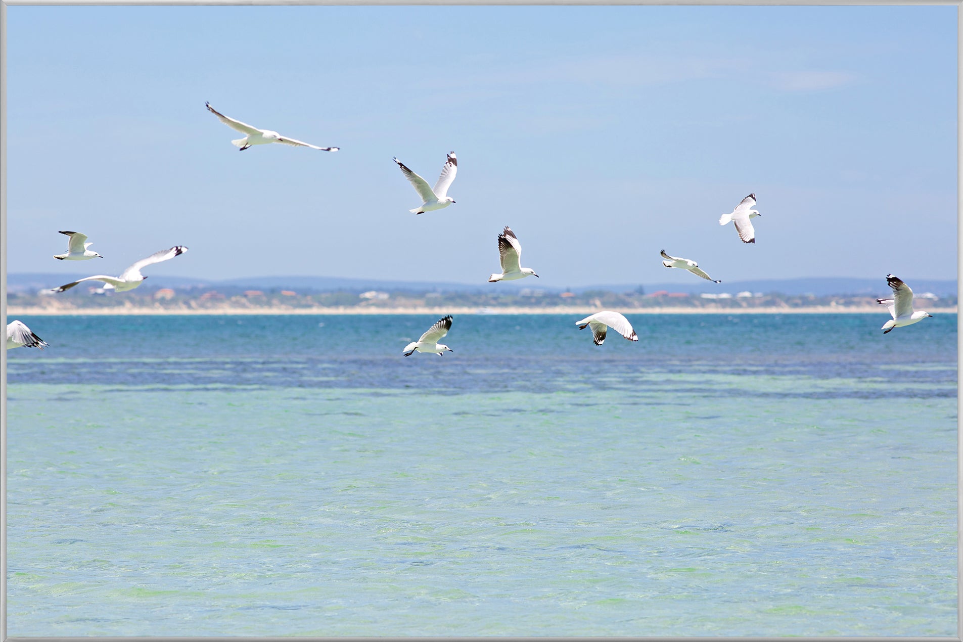 Bild & Rahmen Möwen über der Nordsee