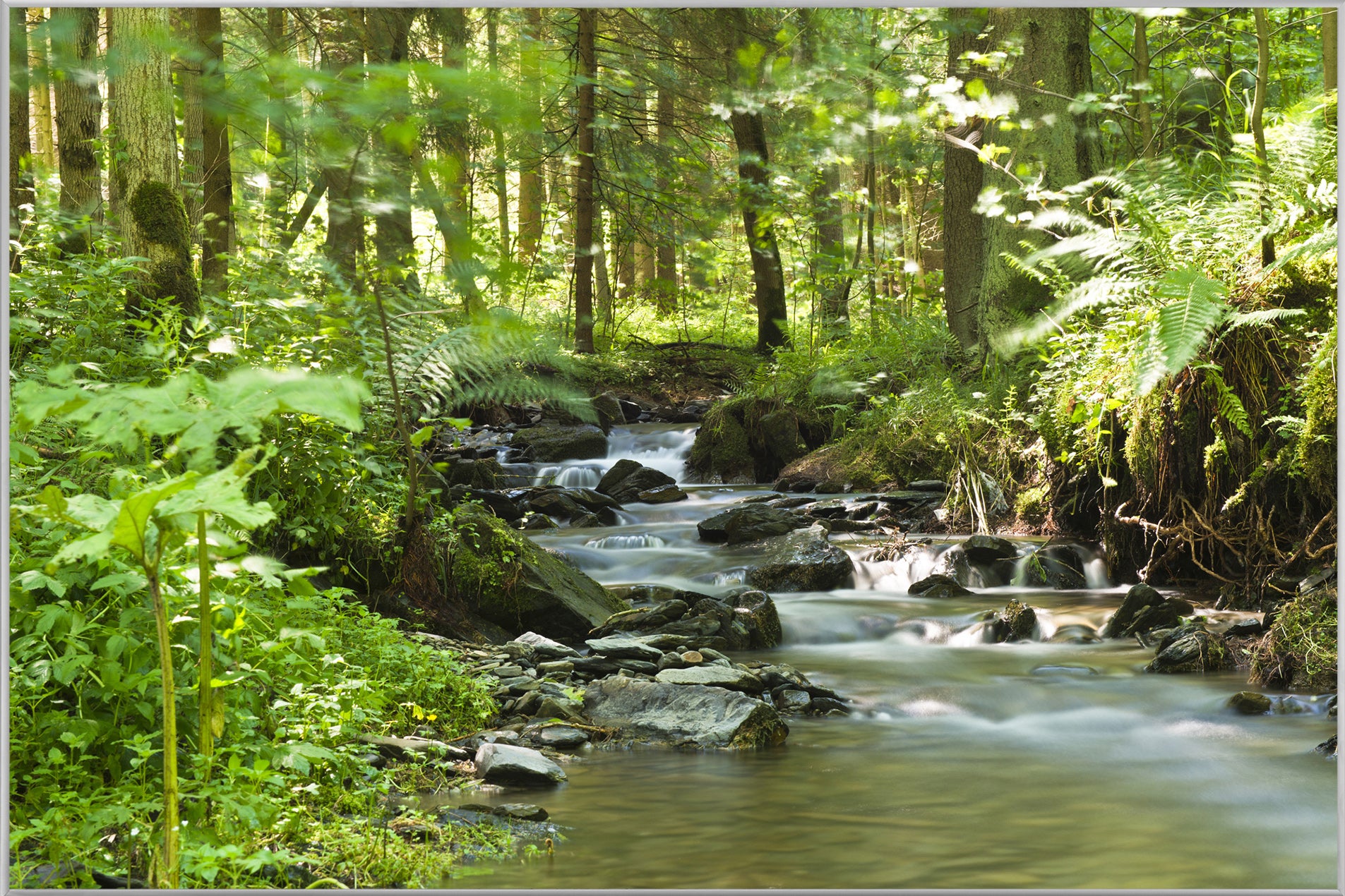 Bild & Rahmen Flußlauf im Wald 1