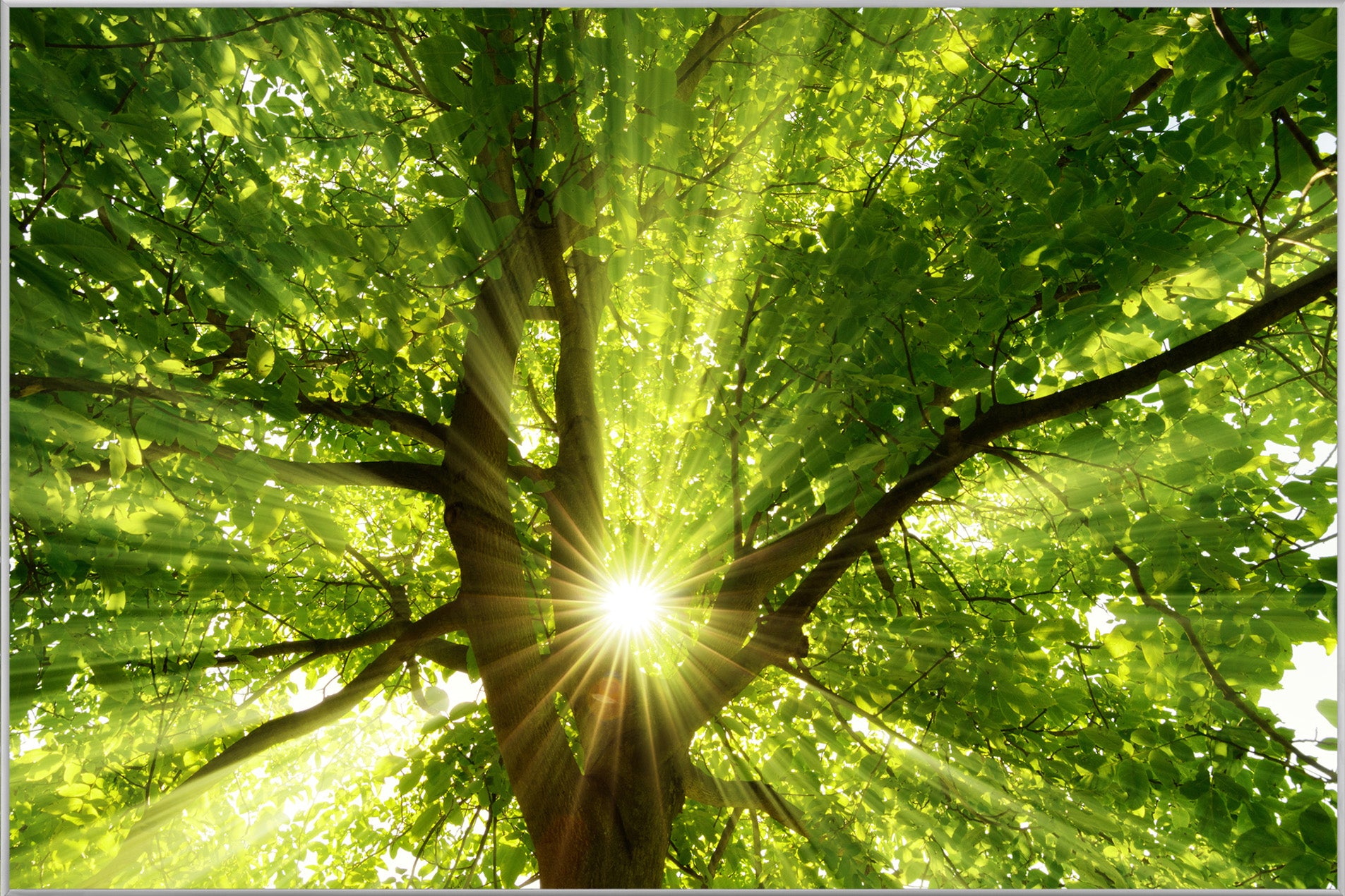 Image et cadre Cime des arbres 1