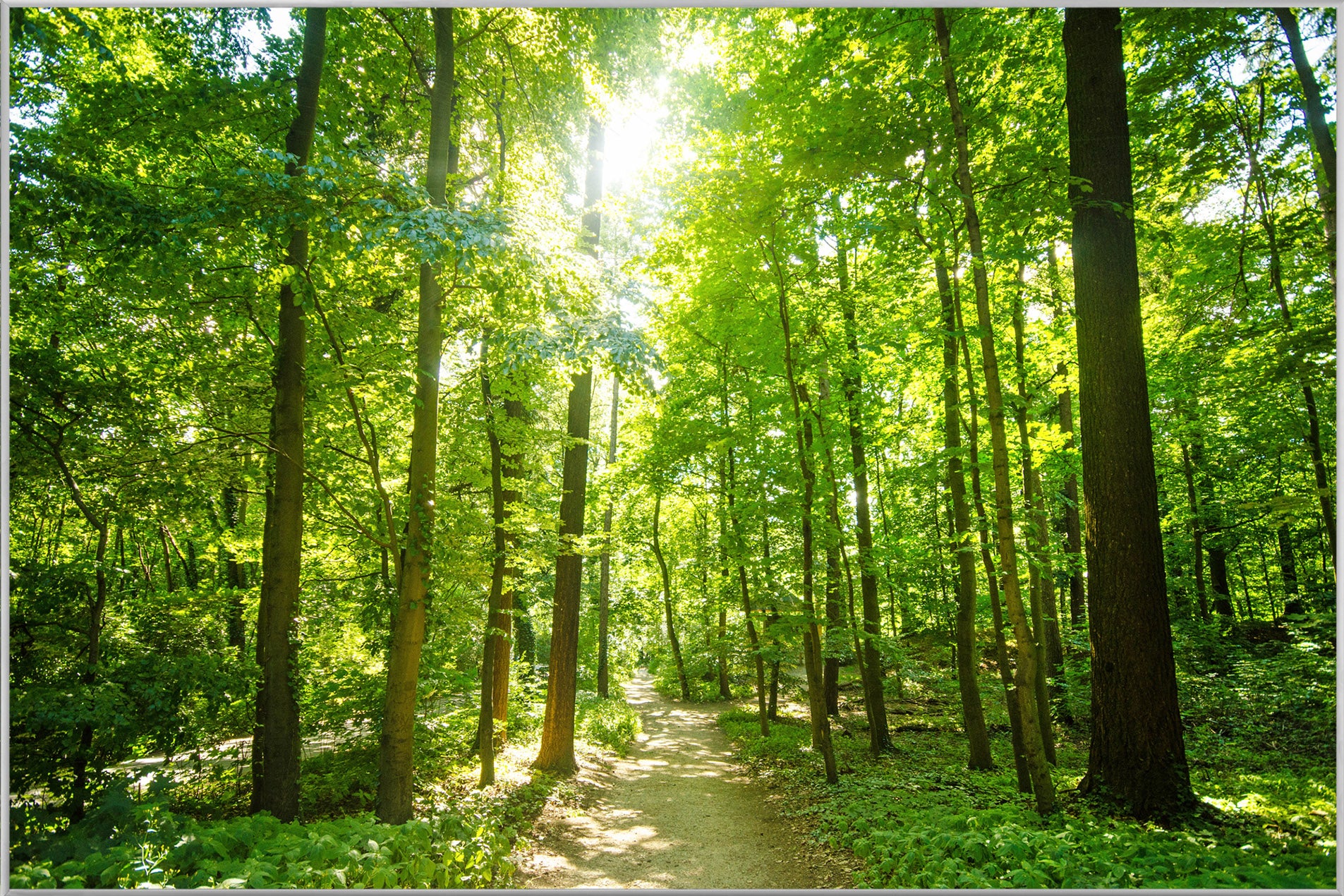 Bild & Rahmen Waldweg