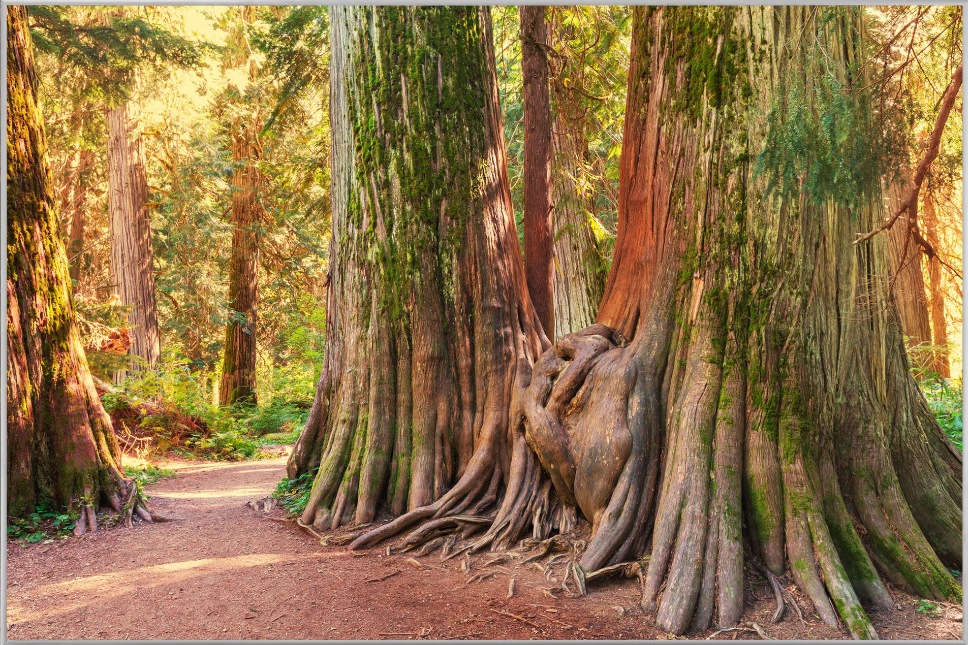 Bild & Rahmen Baumwurzel