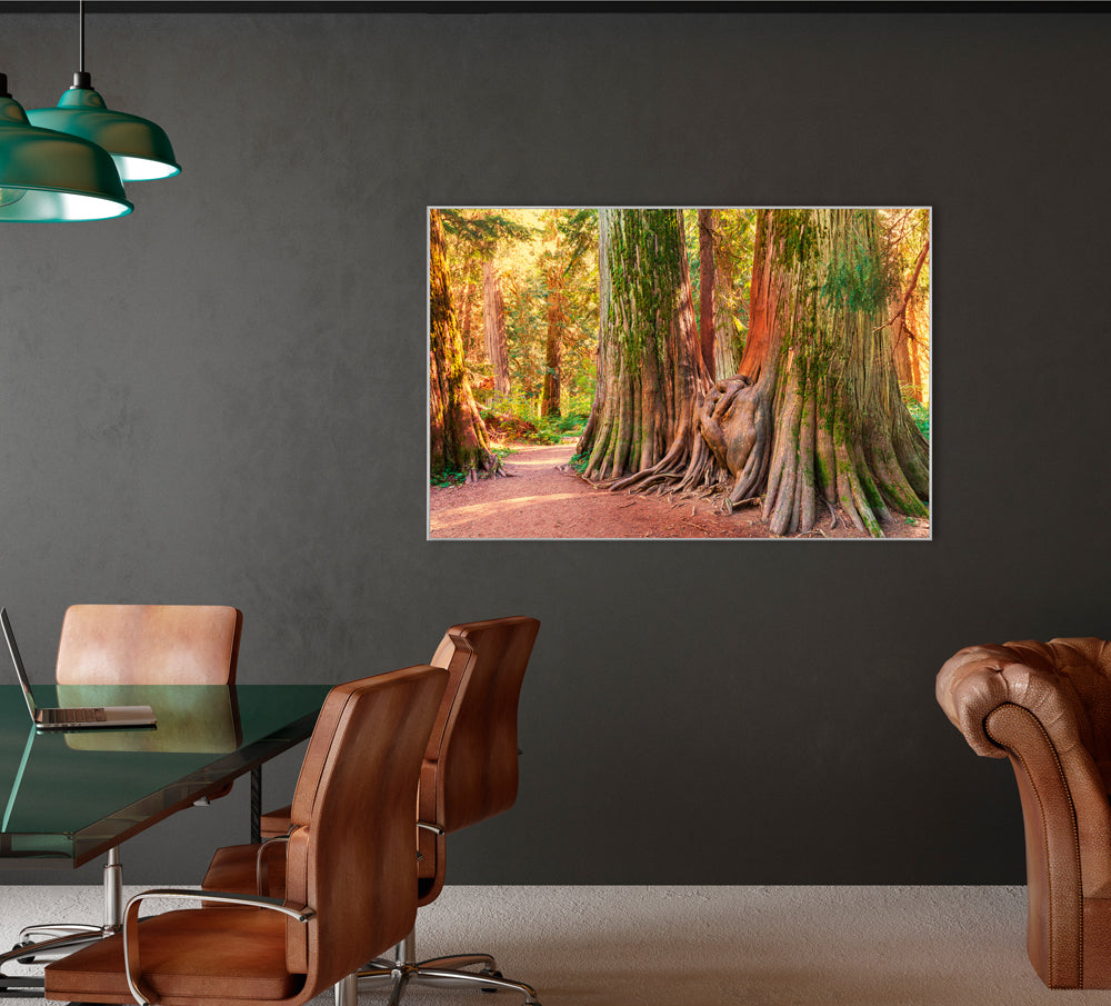 Picture & Frame Tree Root