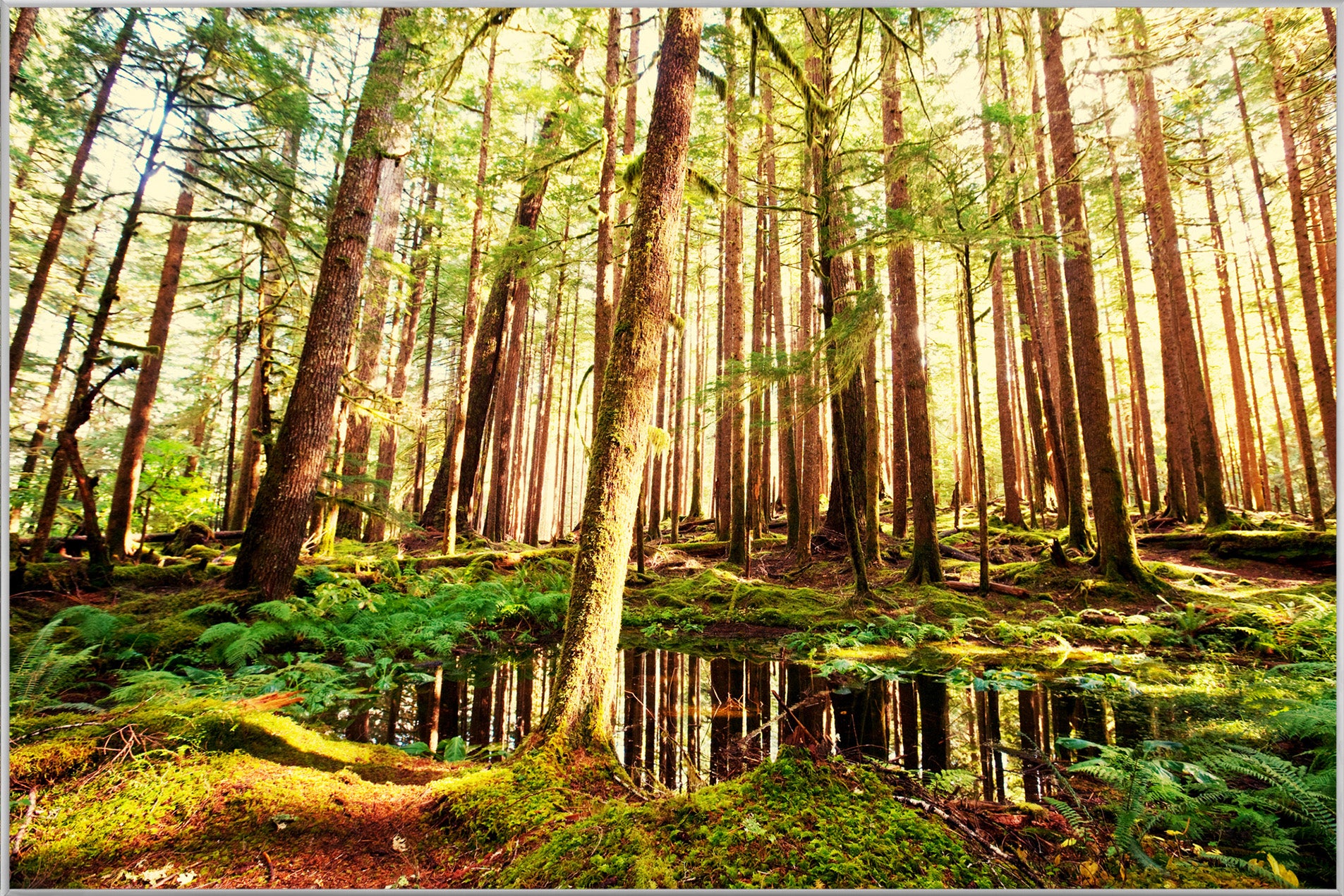 Picture & Frame Tree Trunks