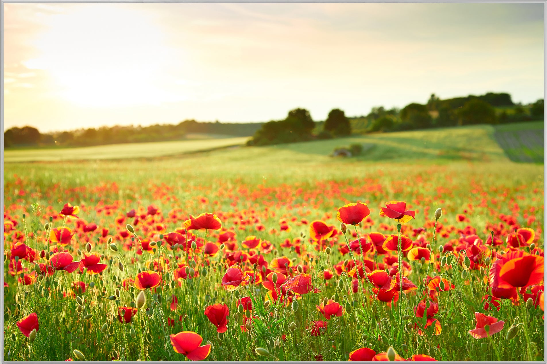 Picture & Frame Poppy Meadow 2