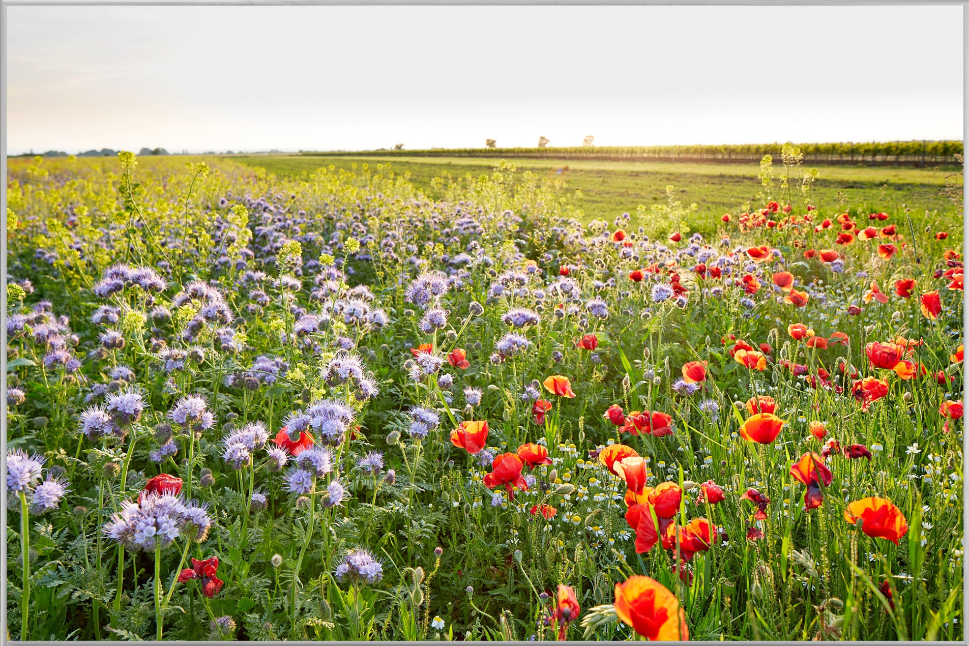 Picture & Frame Flower Meadow