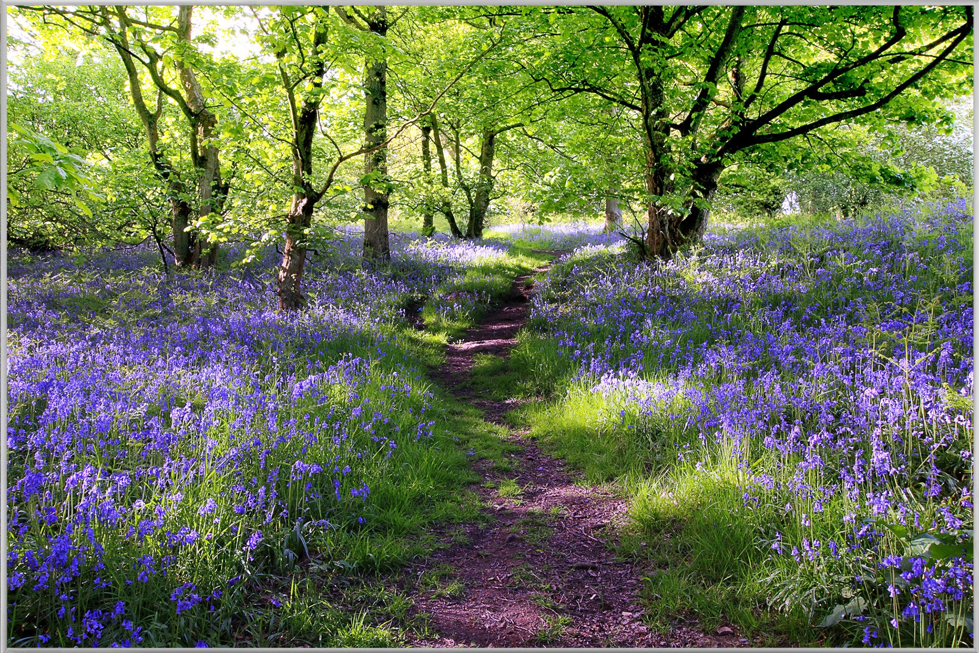 Picture & Frame Forest with Lavender 1