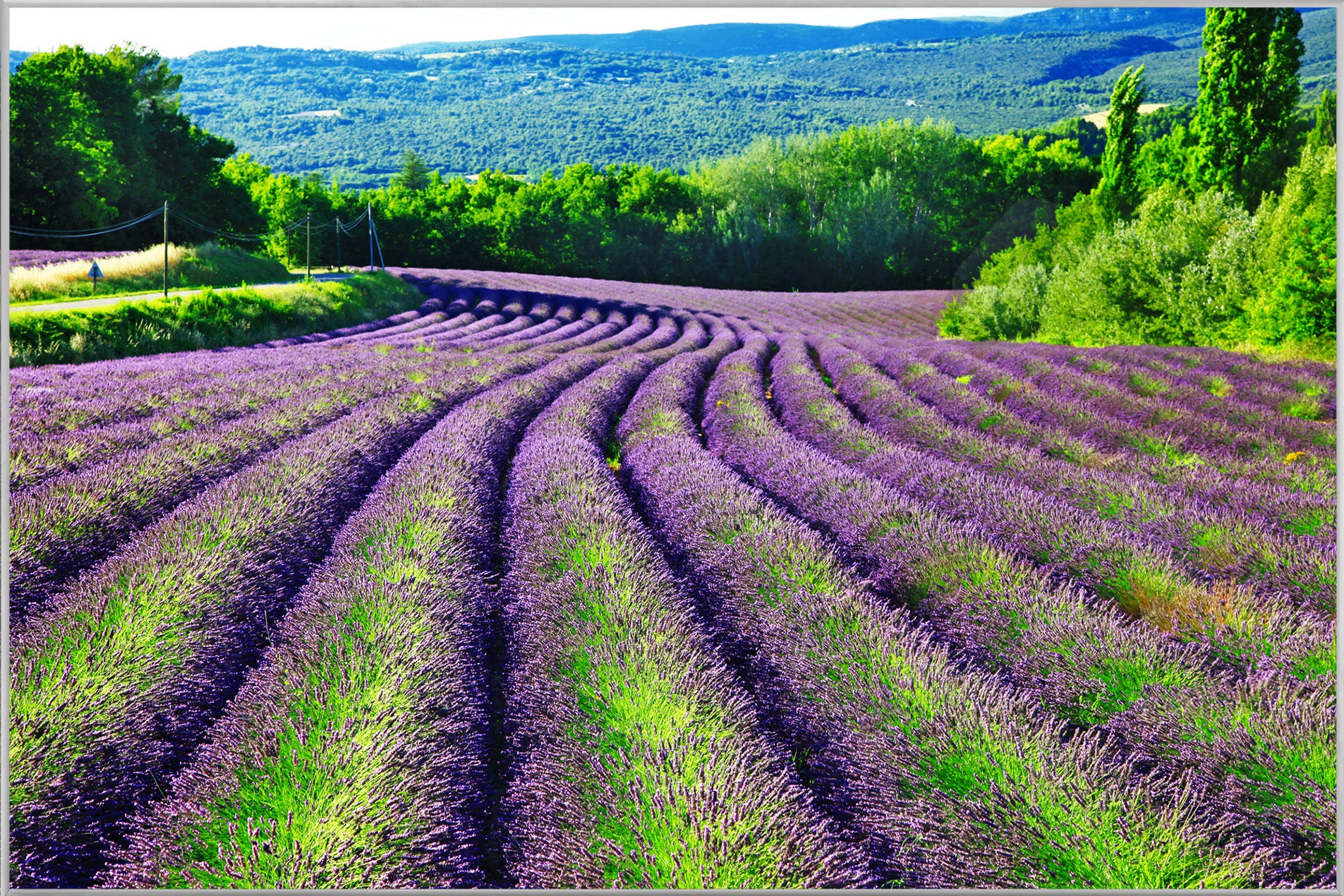 Picture & Frame Lavender Field 1