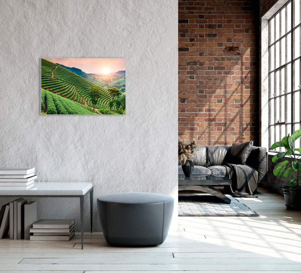 Picture & Frame Vineyards