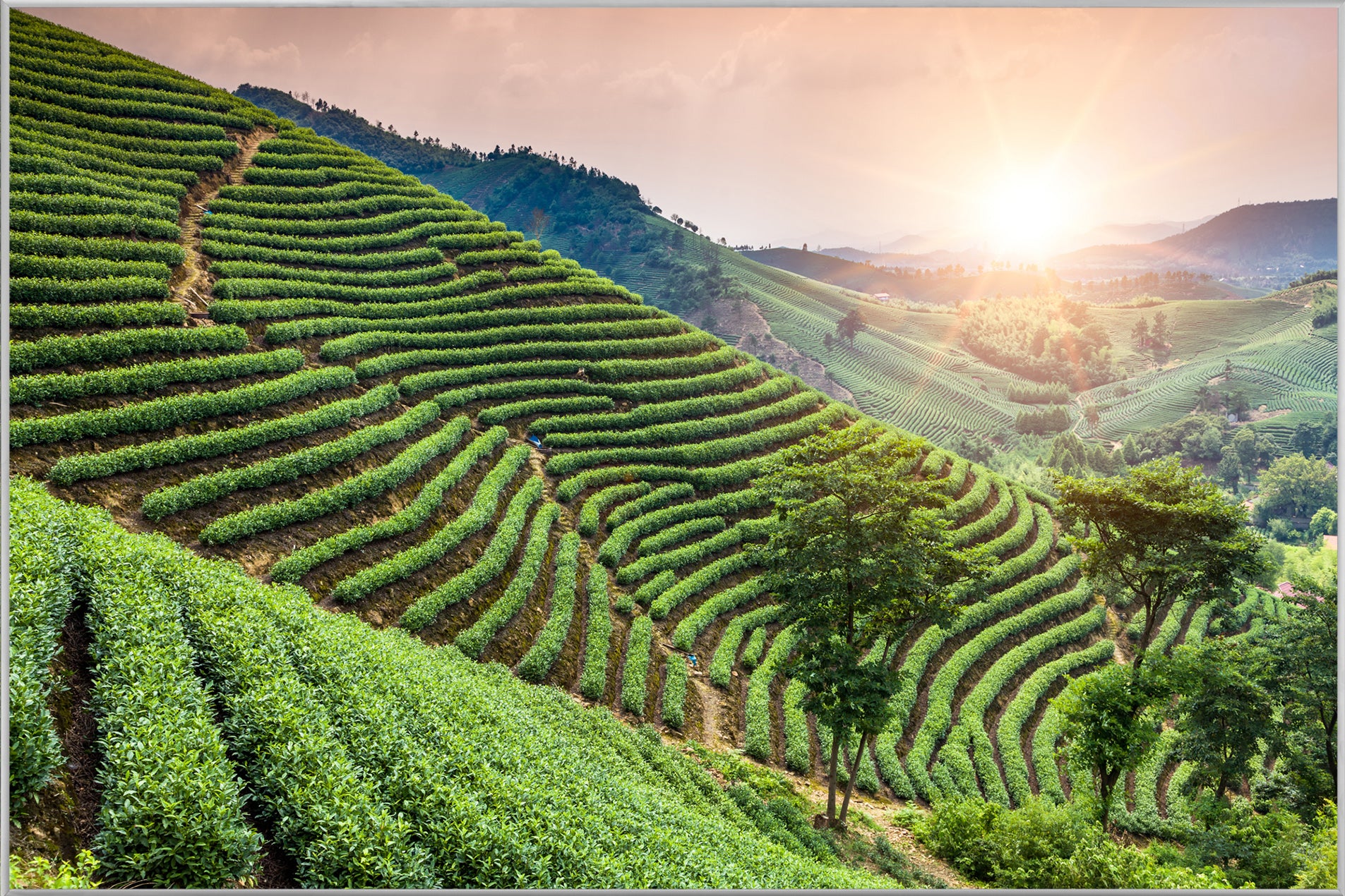 Picture & Frame Vineyards