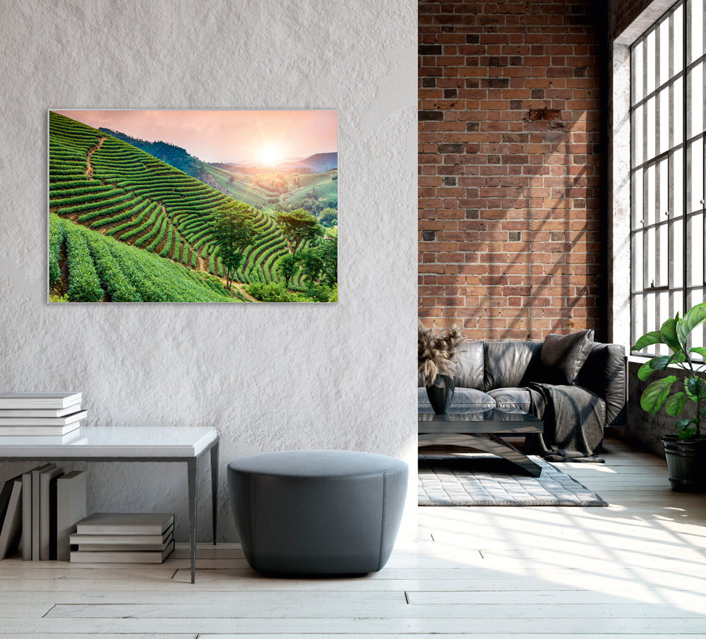 Picture & Frame Vineyards
