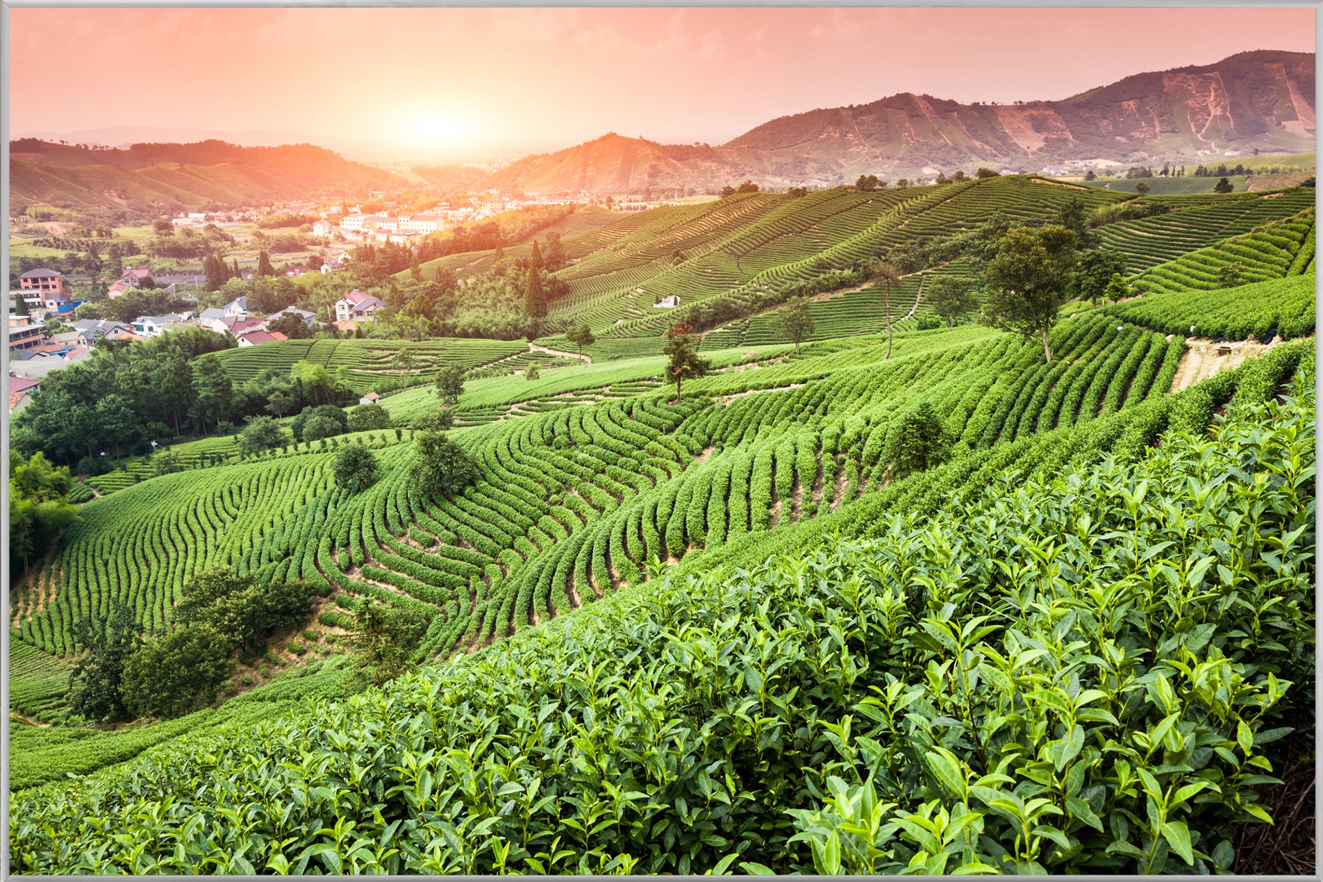 Picture & Frame Vineyards at Sunset